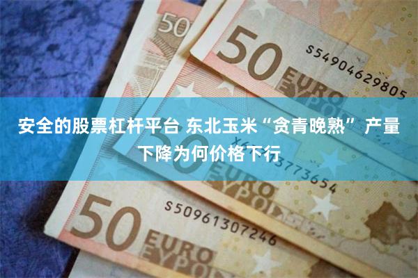 安全的股票杠杆平台 东北玉米“贪青晚熟” 产量下降为何价格下行