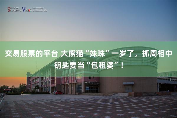 交易股票的平台 大熊猫“妹珠”一岁了，抓周相中钥匙要当“包租婆”！